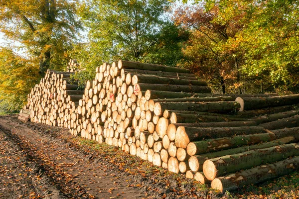 Billes de bois dans une forêt — Photo