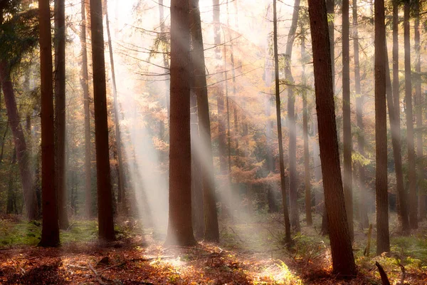 Forest autumn sunshine — Stock Photo, Image