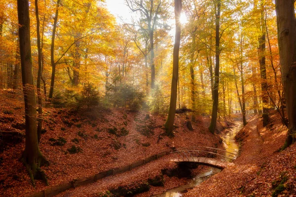 Austumn forest creek fall leaves — Stock Photo, Image