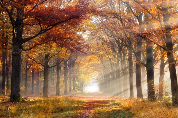 Austumn lesní cesta na podzim listí — Stock fotografie