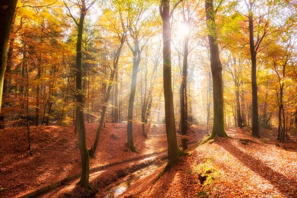 Forest vallen Herfstbladeren — Stockfoto