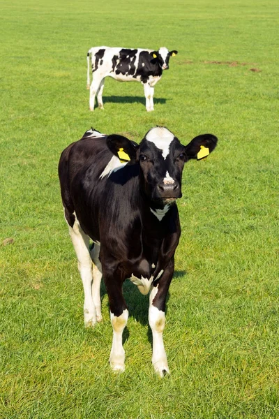 Zwart Wit Holstein Friese Koeien Een Grasland — Stockfoto