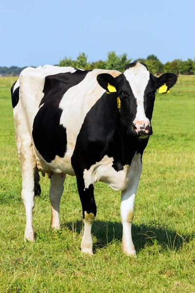 Vacca Frisona Holstein Bianco Nero Una Prateria — Foto Stock
