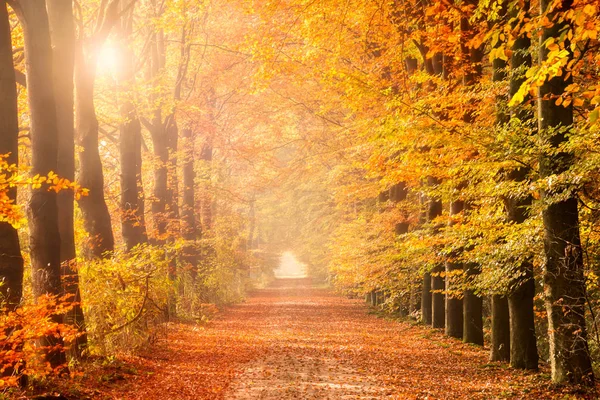 Sol Brillando Través Los Árboles Bosque Con Hojas Caídas Camino — Foto de Stock