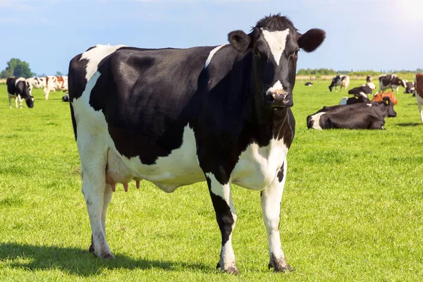 Cows — Stock Photo, Image