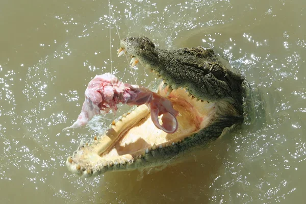 Crocodile Eau Salée Nourrit Sur Rivière Adélaïde Territoire Nord Australie — Photo