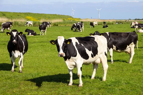 Black and white cows on farmland — Stock Photo, Image