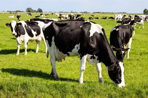Μαύρο και άσπρο αγελάδες στο καλλιεργήσιμο έδαφος — Φωτογραφία Αρχείου