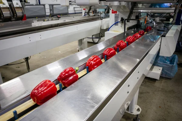 Paprikas on an industrial conveyor belt — Stockfoto