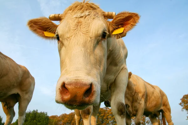 Vaca en un pasto mirando de cerca — Foto de Stock