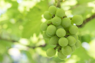 Yeşil üzüm çiftliğinde, Tayland.