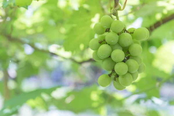 Зеленый Виноград Ферме Таиланд — стоковое фото