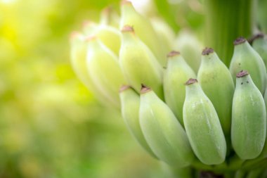 Yakın plan yeşil ve taze şekerli muz Thai.