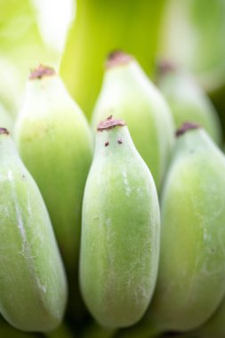 Yakın plan yeşil ve taze şekerli muz Thai.