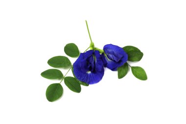 Kelebek Bezelye Çiçeği ve yalıtılmış beyaz arka planda yeşil yaprak