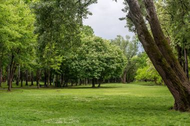 Yeşil manzara arka plan