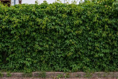Duvar veya ağaç çit arka plan için dikey Bahçe yeşil yaprakları