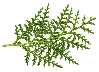 TUI yaprak beyaz arka plan üzerinde