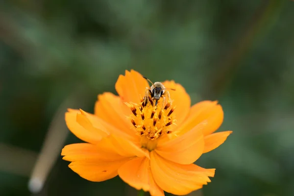 Geting på en blomma — Stockfoto