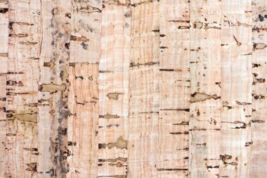 mantar doku arka plan