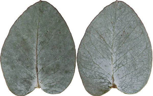 Eukalyptusblätter vorn und hinten — Stockfoto