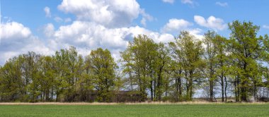Ağaçlı panoramalar yüksek çözünürlüklü