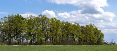 Ağaçlı panoramalar yüksek çözünürlüklü