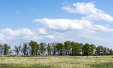 Ağaçlı panoramalar yüksek çözünürlüklü