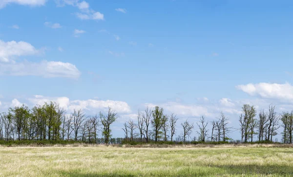 Ağaçlı panoramalar yüksek çözünürlüklü
