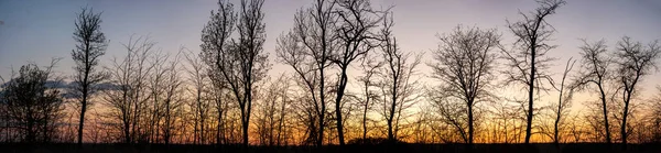 Silhuetas de árvores ao pôr do sol — Fotografia de Stock