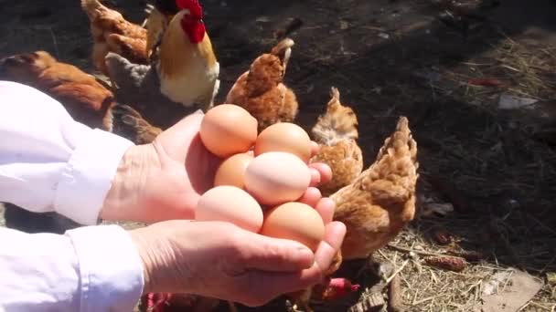 Huevos Pollo Las Manos Enfoque Selectivo — Vídeo de stock