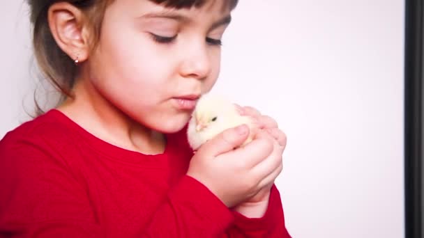 Das Kind Hält Ein Huhn Der Hand — Stockvideo
