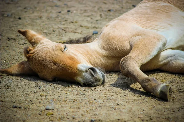 Ekose Çimlerde piknik için. 