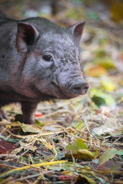 domuz. Seçici focus.farm.