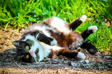 Ekose Çimlerde piknik için. 