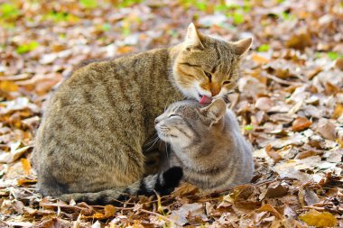 Avluya kediler. seçici odak.