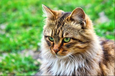 Avluya kediler. seçici odak.