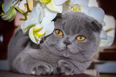 Avluya kediler. seçici odak.