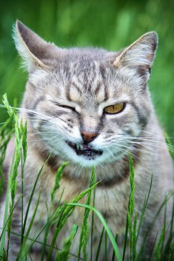 Avluya kediler. seçici odak.