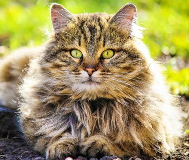 Avluya kediler. seçici odak.