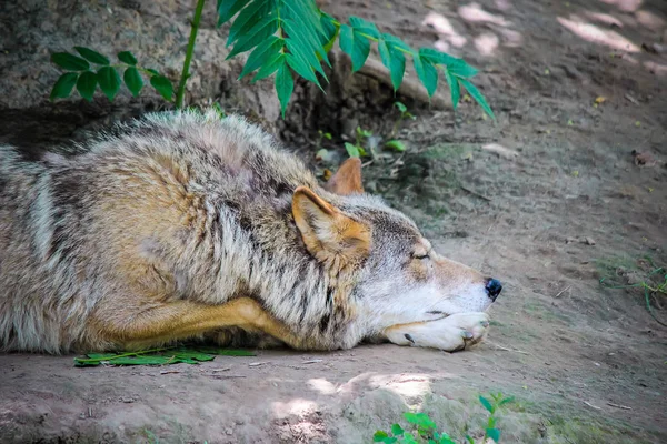 Loup Dans Zoo Focus Sélectif — Photo