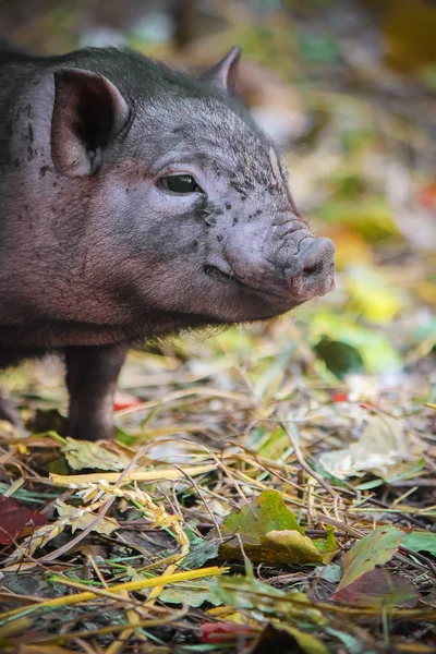 Porco Focus Farm Seletivo — Fotografia de Stock