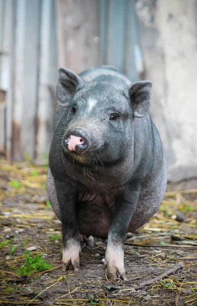 Varken Selectieve Focus Farm — Stockfoto