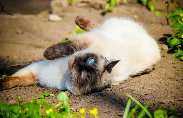 Ekose Çimlerde piknik için. 