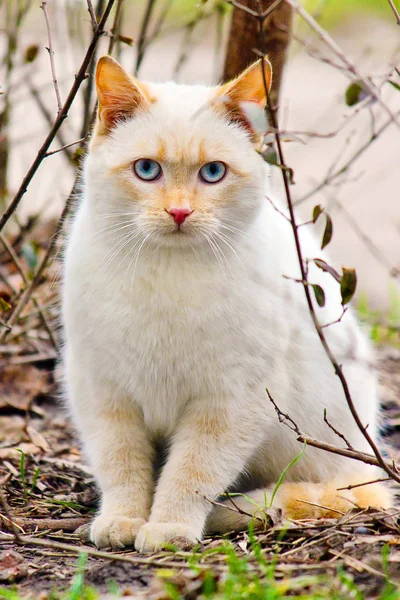 Avluya kediler. seçici odak.