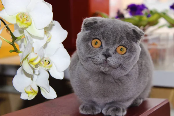 Avluya kediler. seçici odak.