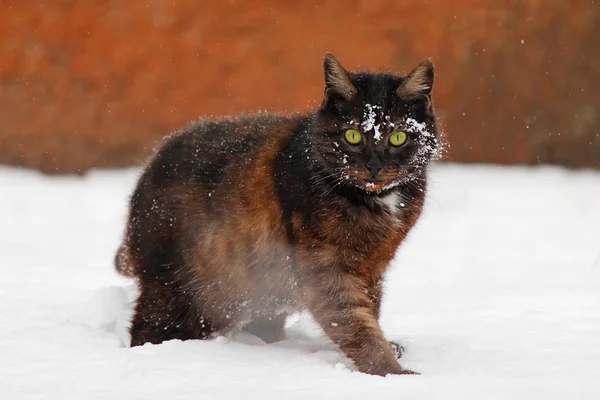 Avluya kediler. seçici odak.