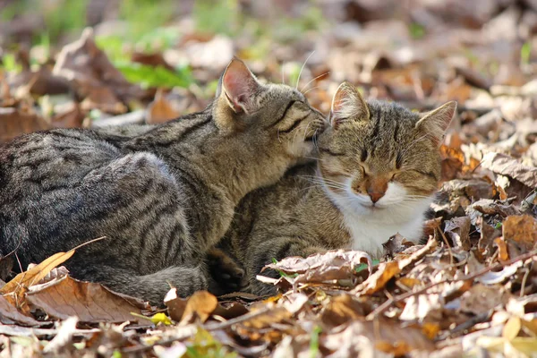Ekose Çimlerde piknik için. 
