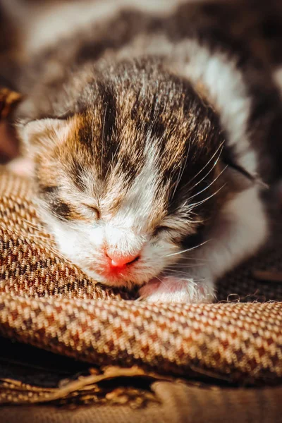 Small Kittens Selective Focus — Stock Photo, Image