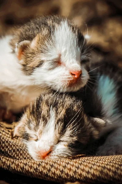 küçük yavru kedi. seçici odak. 